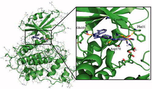 Figure 3. Proposed binding mode for compound 95 with LmjGSK-3 (PDB code 3E3P) with the modelled decapeptide loop. Zoom of ATP binding pocket showed the most relevant interactions of 95 with nearby residues of the binding site.