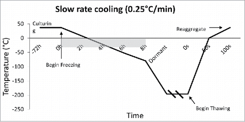 Figure 2. Slow Rate Cooling Temperature Diagram: Temperature Diagram showing the current standard in cooling rate, which is 0.25°C/min. This slow rate allows the tissue to reach thermal equilibrium, and allows time for water displacement, thus preventing intracellular ice crystal formation. Outlined is the burden of time which occurs due to such slow rates of cooling.