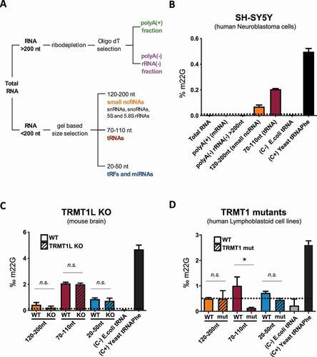 Figure 2. Quantification of m2,2G in different RNA pools using LC-MS/MS. (A) RNA fractionation strategy used for LC-MS/MS samples. (B) LC-MS/MS m2,2G quantification in the 5 different RNA pools of neuron-derived SH-SY5Y cells. (C) Relative proportion of m2,2G in 3 size selected RNA pools in TRMT1L KO mice brain samples, relative to WT mice brain samples. Standard deviation in panels B C and D denotes biological triplicates, except in the positive and negative controls, where standard deviation denotes technical triplicates. E. coli total tRNA was used as negative control (C-), as it does not contain m2,2G modifications, and S. cerevisiae tRNAPhe was used as positive control (C+), as it is known to contain m2,2G in position 26. (D) Relative proportion of m2,2G in 3 size selected RNA pools in human TRMT1 mutant patient-derived lymphoblastoid cells, relative to human TRMT1 wild-type patient-derived lymphoblastoid cells. Statistical significance was assessed using unpaired t-test (ns = non-significant change; * = p-value < 0.05)