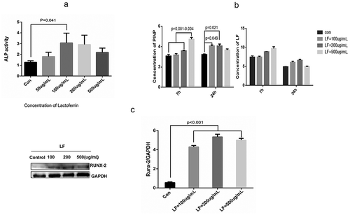 Figure 2. Effect of lactoferrin on preosteoblasts differentiation.(a) Effect of lactoferrin on ALP activity in Control, 50, 100, 200, and 500ug/mL LF treated groups. MCT3-E1 cells were cultured with different LF concentrations for 24 h. (b) Protein expression of PINP (bone formation marker) and LF in the cell-culture medium were measured with ELISA kit at 7 h and 24 h after LF treatments. (c) Western blot analysis of osteoblastic differentiation-related Runx-2 protein expression in different LF treated groups (Control, 100, 200, and 500ug/mL LF treated group). GAPDH was used as an internal control.