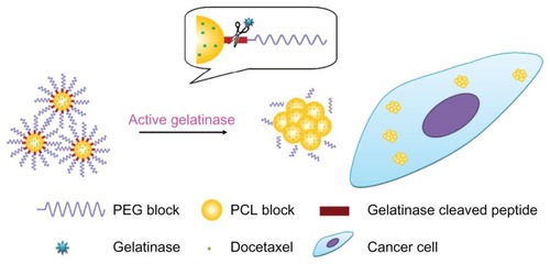Figure 1 The gelatinase-stimuli strategy enhanced nanoparticles interactions with cancer cells in the tumor tissues. After release from tumor capillaries, the PEG-Pep conjugates were cleaved by gelatinases, which were specifically secreted in the tumor microenvironment. The remained PCL blocks aggregated and the PEG-uncoated PCL nanoparticles interacted efficiently with cancer cells, resulting in fast drug release and effective therapeutics.Abbreviations: PEG, poly(ethylene glycol); PCL, poly(ɛ-caprolactone); Pep, peptide.
