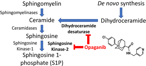 Figure 1 Inhibition of sphingolipid metabolism by opaganib. Opaganib (also known as ABC294640) inhibits sphingosine kinase-2 (SK2) resulting in reduced synthesis of sphingosine 1-phosphate (S1P), thereby suppressing pathologic inflammation. In parallel, opaganib also inhibits dihydroceramide desaturase (DES1) resulting in accumulation of dihydroceramides, which promotes autophagy.
