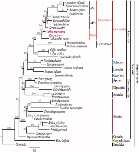Figure 1. Maximum Likelihood (ML) tree based on 79 protein-coding and 4 rRNA genes from 40 plstomes as determined by RAxML(−ln L = −527039.471210). The numbers at each node indicate the ML bootstrap values. Three subfamilies within Apocynaceae are abbreviated as follows: APO: Apocynoideae; ASC: Asclepiadoideae; RAU: Rauvolfioideae. Genbank accession numbers of taxa are shown below, Actinidia chinensis (NC_026690), Actinidia deliciosa (NC_026691), Ardisia polysticta (NC_021121), Asclepias nivea (NC_022431), Asclepias syriaca (NC_022432), Bruinsmia polysperma (NC_030180), Camellia reticulata (NC_024663), Camellia sinensis (NC_020019), Capsicum annuum (NC_018552), Carissa macrocarpa (KX364402), Catharanthus roseus (NC_021423), Coffea arabica (NC_008535), Coffea canephora (NC_030053), Cynanchum auriculatum (NC_029460), Cynanchum wilfordii (NC_029459), Diospyros blancoi (KX426216), Diplopanax stachyanthus (NC_029750), Echites umbellatus (NC_025655), Eleutherococcus senticosus (NC_016430), Eucomia ulmoides (KU204775), Gentiana crassicaulis (NC_027442), Gentiana straminea (NC_027441), Gynochthodes offcinalis (NC_028009), Helianthus annuus (NC_007977), Jasminum nudiflorum (NC_008407), Kolkwitzia amabilis (NC_029874), Lactuca sativa (NC_007578), Lonicera japonica (NC_026839), Lysimachia coreana (NC_026197), Nerium oleander (NC_025656), Nicotiana tabacum (NC_001879), Oncinotis tenuiloba (NC_025657), Osyris alba (NC_027960), Panax ginseng (NC_006290), Pentalinon luteum (NC_025658), Primula poissonii (NC_024543), Rhazya stricta (NC_024292), Sesamum indicum (NC_016433), Silene latifolia (NC_016730), and Vaccinium macrocarpon (NC_019616).