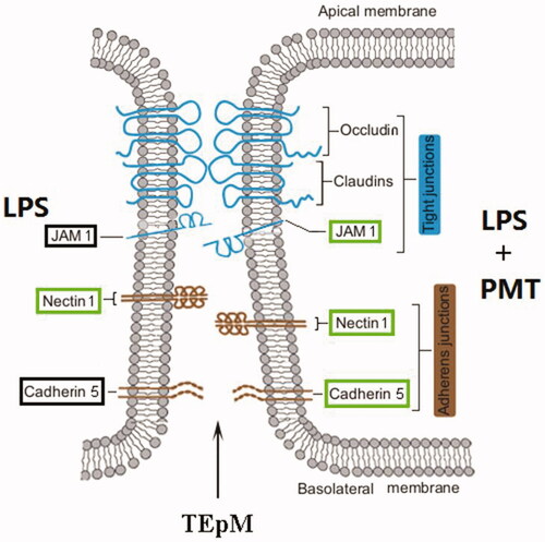 Figure 8. Model of interepithelial junction breakdown by palmatine. The JAM1, nectin 1 and cadherin 5 proteins outlined in green were downregulated after treatment with palmatine in a model of LPS-stimulated cell inflammation.