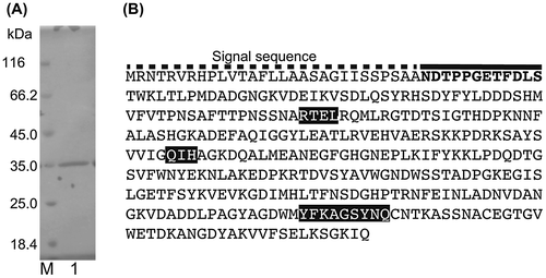 Fig. 1. Results of SDS-PAGE and the AlgC-PL7 amino acid sequence.