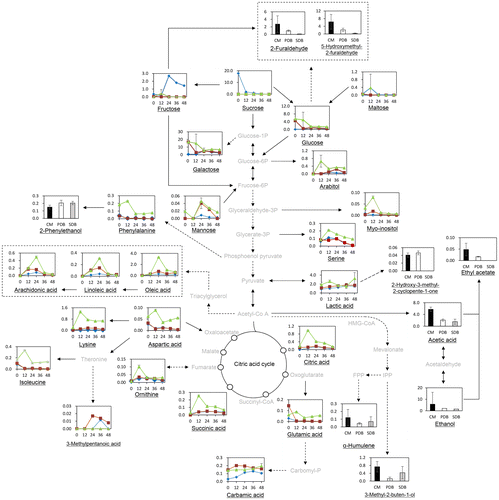 Fig. 1 Summary of possible metabolic pathways for Lichthemia ramosa. Black lines: metabolites were detected, and dashed lines involve several reaction steps. Line charts refer to nonvolatile metabolites of biomass of L. ramosa during 48 h, and bar charts indicate volatile metabolites of the extracts of L. ramosa at 48 h cultivated in different growth media: CM (•), PDB (■), and SDB (▲). The x and the y-axes indicate fermentation time and relative peak area, respectively. Linoleic acid, (9Z,12Z)-9,12-octadecadienoic acid; oleic acid, (9Z)-octadec-9-enoic acid; succinic acid, butanedienoic acid.