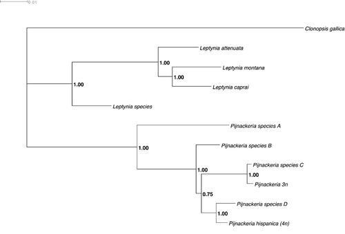 Figure 14 Phylogenetic tree, obtained from cox2 mitochondrial gene sequences (Mr Bayes 3.1, 10,000,000 generations), giving an updated systematic status of the presently defined Iberian taxa.