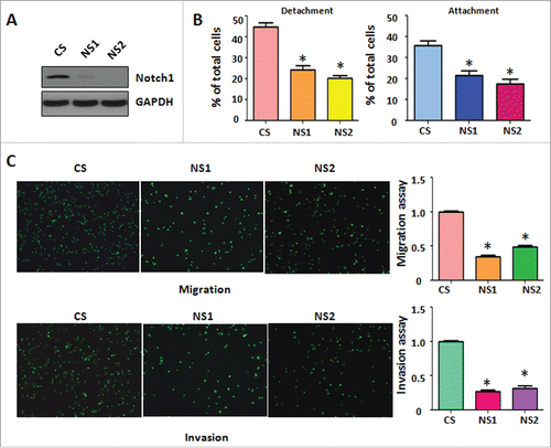 Figure 3. Down-regulation of Notch-1 retarded cell migration and invasion. (A) Western blotting was conducted to measure the efficacy of Notch-1 siRNA for knocking down Notch-1 in PC-3 cells. CS: control siRNA; NS: Notch-1 siRNA. (B) Cell detachment and attachment were measured in PC-3 cells transfected with Notch-1 siRNA. *P<0.05 vs PC-3 cells. (C) Left panel: Matrigel migration and invasion chamber assays were conducted to detect the invasive activity of PC-3 cells transfected with Notch-1 siRNA. Right panel: quantitative results are illustrated for left panel. *P<0.05 vs control.