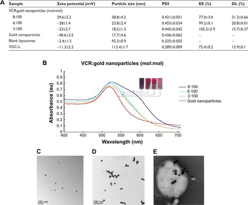 Figure 1 Characterization of gold nanoparticles, VGC, and VGC-L.Notes: (A) Particle size, zeta potential, encapsulation efficiency, and drug loading (n=3); (B) UV-visible spectra; (C) TEM images of gold nanoparticles (×100,000 magnification); (D) TEM images of VGC (×100,000 magnification); (E) TEM images of VGC-L (×100,000 magnification).Abbreviations: PDI, polydispersity index; EE, Encapsulation efficiency; DL, drug loading; VGC-L, vincristine sulfate-gold nanoparticles conjugates-loaded liposomes; TEM, transmission electron microscopy; VGC, vincristine sulfate-gold nanoparticles conjugates; VCR, vincristine sulfate.