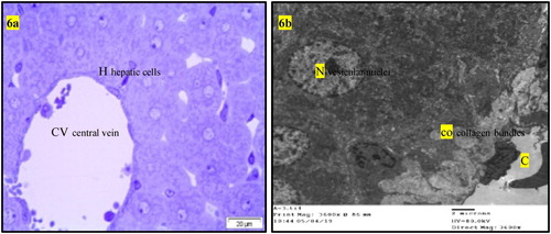 Figure 6. (a) Light micrograph of semi thin section of liver of rats intoxicated with AFB1 then treated with BHT (GII3) or OPZ (GII4) for one month showing hepatic lobules are nearly of normal structures of central vein (CV) and hepatic cells (H) (The same histopathological features in GII3 and GII4). (b) T.E. micrograph of liver of rats intoxicated with AFB1 then treated with BHT (GII3) or OPZ (GII4) for one month showing presence of collagen bundles (co) in the wall of the central vein (C) and the hepatic cells having vesicular nucleus (N) (The same histopathological features in GII3 and GII4).