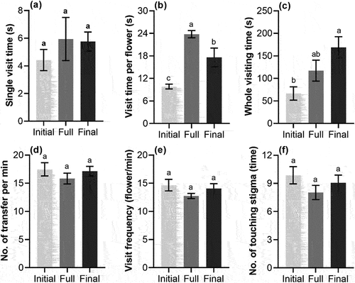 Figure 3. Foraging behavior (mean ± SE) of A. cerana cerana at different flowering periods of S. davidii, initial, full and final. (a) Single visit time, (b) visit time per flower, (c) whole visiting time, (d) number of transfer per minute, (e) visit frequency, (f) number of touching stigma. Different letters indicate a significant difference in different flowering periods (p < .05).