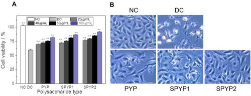 Figure 2 Changes of viability (A) and morphologies (B) of damaged cells before and after repair by PYPs with different –OSO3– content. Polysaccharide concentration: 20, 40, 60, and 100 μg/mL; oxalate concentration: 2.6 mmol/L: injury time: 3.5 h; repair time: 12 h. Compared with DC group, **P<0.01. Scale bars: 20 μm.