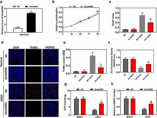 Figure 2. Overexpression of lncRNA Gm44593 maintained cell function. (a) The overexpression efficiency was confirmed via real-time PCR. (b) lncRNA Gm44593 had no effect on proliferation. (c) Overexpression of lncRNA Gm44593 significantly reduced the cell death rates. (d) TUNEL assay showed that overexpression of lncRNA Gm44593 significantly reduced the TUNEL dots, which represents apoptosis rates. (e) Quantitative data of TUNEL assay. (f) JC-1 mitochondrial membrane potential results showed that lncRNA Gm44593 can maintain the cell membrane potential. (g) lncRNA Gm44593 maintained the ATP content compared with NC group upon H2O2 treatment. (h) Upon H2O2 treatment, lncRNA Gm44593 increased the mtDNA number compared with NC group.