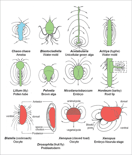 Figure 3. Schematic representation of the electric field around a variety of systems, as measured by the vibrating probe technique developed by ref. Citation16. The electrogenic ion fluxes are produced by the systems themselves. Adapted from refs. Citation5,10,12,14,18.