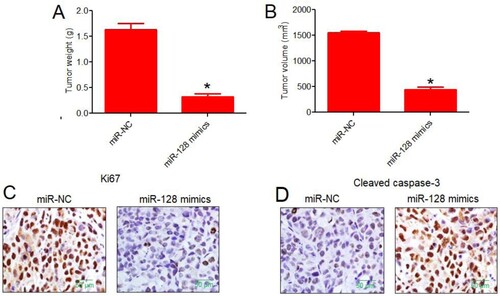 Figure 4. In vivo mice tumourigenesis study signified the tumour-suppressive role of miRNA-128 in colon cancer. (A) Average weight (g) of xenograft mice tumours collected from mice injected with HT-29 cancer cells over-expressing miRNA-128 or normal control HT-29 cancer cells; (B) average volume (mm3) of xenograft mice tumours collected from mice injected with HT-29 cancer cells over-expressing miRNA-128 or normal control HT-29 cancer cells; (C) immuno-histochemical fluorescence analysis of Ki67, proliferation marker from xenograft mice tumours collected from mice injected with HT-29 cancer cells over-expressing miRNA-128 or normal control HT-29 cancer cells; (D) immuno-histochemical fluorescence analysis of cleaved caspase-3, apoptosis marker from xenograft mice tumours collected from mice injected with HT-29 cancer cells over-expressing miRNA-128 or normal control HT-29 cancer cells. The experiments were performed in triplicate and expressed as mean ± SD (*P < 0.05).