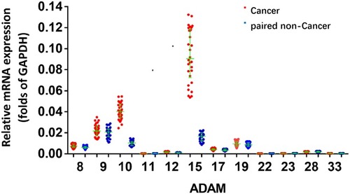 Figure 2 The expression of ADAMs in paired bladder tumor and non-tumor specimens. Total mRNA samples from 30 paired bladder tumor and non-tumor specimens were extracted for Ion AmpliSeq Sequencing experiments. The expression of ADAMs (ADAM9, ADAM10, ADAM10, ADAM15, ADAM17, ADAM22, ADAM23, ADAM28, ADAM8, ADAM11, ADAM19 and ADAM33) in paired bladder tumor and non-tumor specimens is represented as a scatter plot showing the median values of mRNA levels. The asterisk indicator (ADAM) indicates the members of ADAM (ADAM8, 9, 10, 11, 12, 15, 17, 19, 22, 23, 28 or 33). *P<0.05 versus the endogenous mRNA level of ADAMs in cancer specimens within the non-tumor tissues.