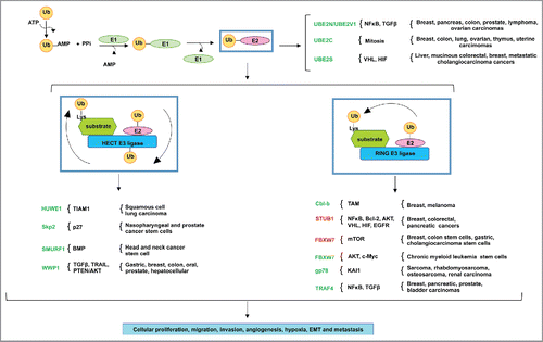 Figure 1. The misregulated expression of E2 ubiquitin conjugating enzymes and E3 ubiquitin ligases in various human cancers. The ubiquitination reaction initiates with the activation of ubiquitin by ATP, in which ubiquitin is then transferred to the active site of E1 ubiquitin conjugating enzyme. The E1 transfers the ubiquitin to a Cys in the catalytic active site of the E2 ubiquitin conjugating enzyme. The HECT domain E3 ligases ubiquitinate the target substrates by 2 mechanisms: first, the ubiquitin is transferred from the active site of the E2 to the Cys in the active site of the E3, which then ubiquitinates the Lys residue in the target substrate. RING- and RING-related domain E3 ligases, in contrast, serve as scaffolds to ubiquitinate target substrates in one step: the E2 transfers the ubiquitin directly to the Lys residue in the target substrate. Various tumors take advantage of the misregulated expression of E2s and E3s for the aberrant activation of oncogenic pathways. E2s and E3s colored in green indicate the importance of their expression or overexpression in cancer, while those in red indicate their downregulated expression in cancer. These genomic events result in cancer cell proliferation, migration, invasion, angiogenesis, hypoxia, EMT and metastasis.