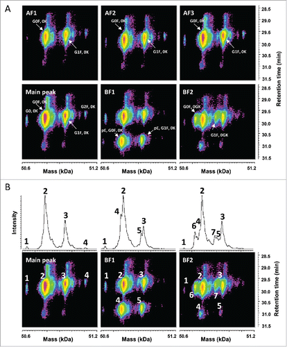 Figure 3. Characterization of the HC species by LC-UV/ESI-MS. (A) Time-resolved deconvolution of the HC species separated by reversed phase chromatography for the different CEX fractions. HC with G0F, 0K and with G1F, 0K were the main signals observed in the acidic fractions (AF) and the main peak, whereas lower mass species potentially corresponding to HC with G0F, pE, 0K and HC with G0F, 0GK, are enriched in basic fractions BF1 and BF2, respectively. Masses are indicated in kiloDalton (kDa). (B) Comparison of the deconvoluted average mass spectrum and the time-resolved deconvolution. Each top panel corresponds to the average signal of the bottom time-resolved deconvolution for the main peak, BF1, and BF2, demonstrating that multiple MS peak-based deconvolution steps are required to analyze accurately each species within a single sample and across samples. MS peaks are numbered in top and bottom panels to ease comparison. Time-resolved deconvolution enables to derive the main retention time for each major and minor species, which is required to distinguish in-source artifacts from isobaric true variants.