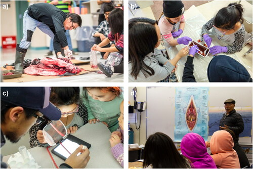 Figure 4. Examples of workshop activities: a) ringed seal dissection: Peter Amarualik Sr. shows students how to butcher a seal (Resolute Bay, 2016); b) seal stomach dissection: students look for different beads (each bead corresponds to a seal prey) by digging in a mock stomach made of jelly (Resolute Bay, 2016); c) observing and feeding plankton: Mick Appaqaq (Nunavut Arctic College student) helps students observing plankton on magnifying glass (Sachs Harbour, 2016); d) Inuktut lesson about seal anatomy: Elder Paul Sanertanut leads an Inuktitut lesson (Arviat, 2018).