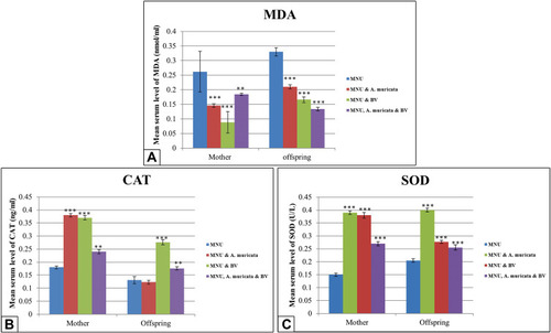 Figure 7 Levels of serum MDA, CAT, and SOD in mothers and 21 day offspring among groups. Images A and C show lowly significant decrease of serum MDA levels and highly significant increase in the levels of SOD in Graviola juice and/or BV supplemented mother rats and their offspring (P<0.001) if compared with the MNU-induced group. Image B shows higly significant increase in the levels of CAT in Graviola juice and/or BV supplemented mother rats (P< 0.001), however the offspring display no significant difference (P>0.05) with Graviola alone and significant increase with BV alone or in combination with Graviola (P<0.001) in comparison with MNU-induced group.