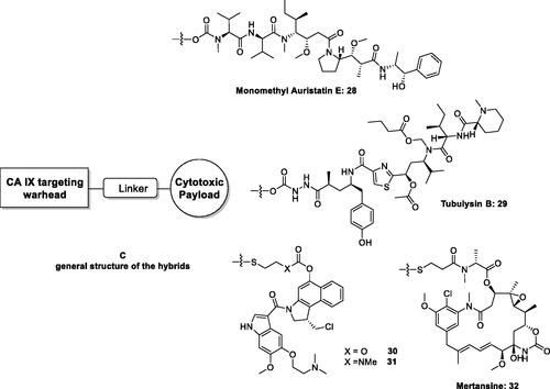 Figure 11. General strategy for hybridisation of CAIs with cytotoxins in compounds of type C. CA IX/XII–cytotoxic agent hybrids, incorporate toxic payloads 28–32, whereas the CA inhibitory warheads may be benzenesulphonamide or 1,3,4-thiadiazole-2-sulphonamide derivatives (although coumarins and other CAI chemotypes can be used). The linker is usually a tetrapeptide incorporating water-solubilizing residues (Asp, Arg, Cys).