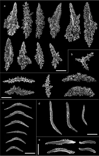 Figure 7. Scanning electron microscope pictures of sclerites of Paramuricea clavata. (a) Thornscales from anthostele; (b) spindles of the coenenchyme; (c) spindles of the collaret; (d) hockey-stick spindles of the point; (e) rods of the tentacle. Scale bars: a–d = 200 µm; e = 100 µm.