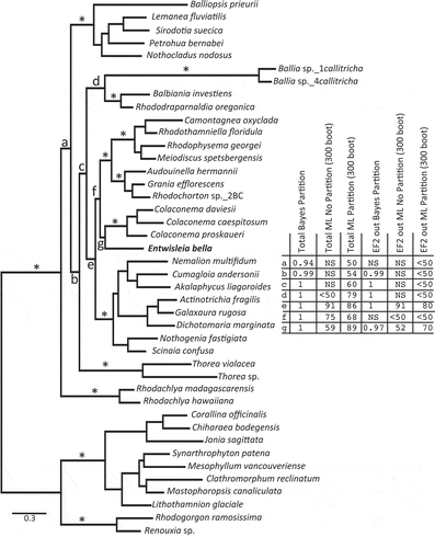 Fig. 2. Bayesian result for the ‘total’ combined alignment. ‘*’ indicates solid support for ordinal lineages and for an alliance of the Acrochaetiales and Palmariales complex in all six analyses completed for the two combined alignments. The table indicates the support at seven key nodes, labelled a–g, for the six analyses (Bayes and ML, without and with partitioning for both the ‘total’ and EF2-removed combined analyses). ‘NS’ indicates that a particular node was not resolved for that analysis. Support values for intraordinal relationships are not shown.