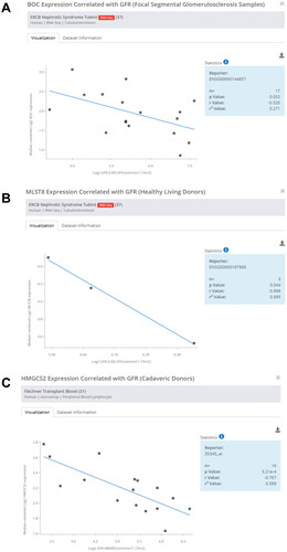 Figure 8. Correlation analysis of hub mRNAs and glomerular filtration rate. (A) Correlation analysis of BOC and glomerular filtration rate. (B) Correlation analysis of MLST8 and glomerular filtration rate. (C) Correlation analysis of HMGCS2 and glomerular filtration rate.