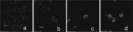 FIG. 3 Confocal microscopy of H1299 cells. (a) Negative control; (b) H1299 cells were incubated with QDs for 10 min; (c) Incubated for 30 min; (d) Incubated for 3 hr.