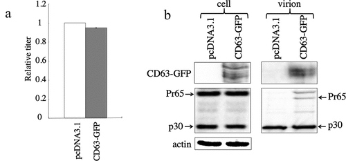 Figure 10. Exogenous CD63 expression has no effect on MLV virion production and infectivity. (a) Human 293 T cells were transfected with amphotropic MLV vector construction plasmids together with an empty or CD63-GFP expression plasmid. Transduction titres of the culture supernatants obtained from the transfected cells were measured in TE671 cells. Transduction titres of the empty plasmid-transfected cells were always set to 1. Relative values to the transduction titres of the empty plasmid-transfected cells ± SD are indicated. This experiment was repeated three times. (b) Cell lysates and virion fractions prepared from transfected cells were analysed by western blotting. This experiment was repeated two times.