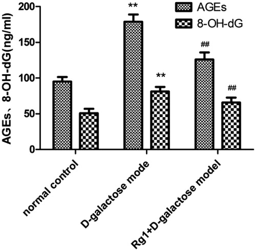 Figure 5. Effect of Rg1 on 8-OH-dG and AGEs in the kidney of d-galactose model mice. *p < 0.05, **p < 0.01 compared with the normal group, #p < 0.05, ##p < 0.01 compared with d-galactose.