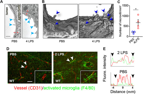 Figure 2 IP LPS injections activate CNS endothelial cells. (A) Microvilli (arrowheads) were examined by EM. (B) 3D-reconstruction of microvilli in the vessel lumen as examined by 3D-EM. (C) Microvilli were significantly increased in LPS-treated mice. (D) Confocal microscopy shows that microglial activation (green) initially occurs in the vicinity of blood vessels (red). Scale bar = 25 μm. Arrowheads indicate the lengths of randomly selected longitudinal blood vessels analyzed for proximal CD31 and F4/80 staining. (E) Fluorescence intensity profiles demonstrate that activated microglia (green) line blood vessels (red). Arrowheads correspond to the arrowheads shown in panel (D). This result represents three independent experiments. Error bars represent SD. *P < 0.05 by Student’s t-test.