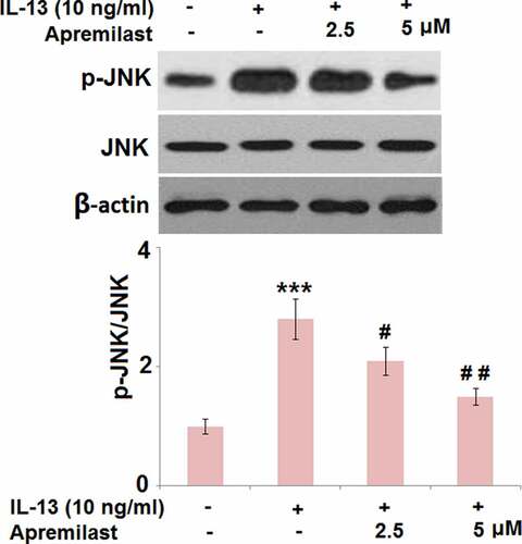 Figure 6. Apremilast mitigated the activation of JNK in IL-13 challenged hNECs. Cells were stimulated with IL-13 (10 ng/ml) in the presence and absence of Apremilast (2.5, 5 μM) for 24 hours. The levels of p-JNK and total JNK were measured by western blot analysis (***, P < 0.001 vs. vehicle group; #, ##, P < 0.05, 0.01 vs. IL-13 group)