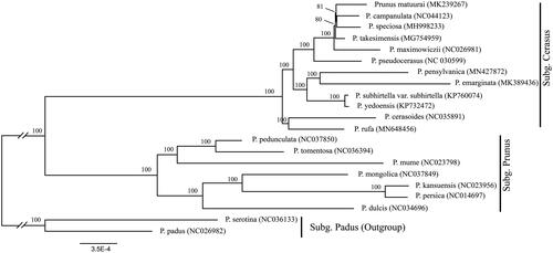Figure 1. Phylogenetic tree reconstruction of 21 taxa of Prunus sensu lato using maximum-likelihood (ML) method. Relative branch lengths are indicated. Numbers near the nodes represent ML bootstrap value. The scientific names of some species are debated.