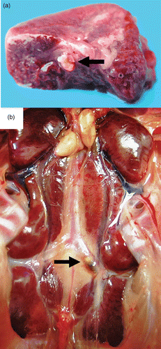 Figure 3. Thrombotic lesions in birds with E. hirae-associated endocarditis with (a) a thrombus in a large branch of the A. pulmonalis of the lung (arrow) and (b) a thrombus in the left A. ischiadica externa (arrow).