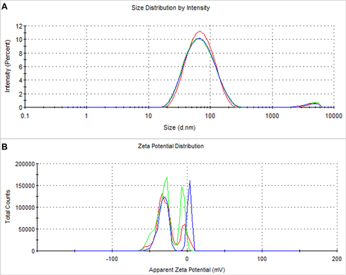 Figure 3 (A) Particle size distribution and (B) zeta potential of SSP-AuNPs.