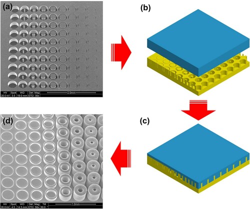 Figure 1. Illustration on thermoplastic embossing of metallic glass (MG) by which MG was squeezed into annular gaps. (a) Silicon mold fabricated with annular gaps; (b) Laying MG (blue) atop silicon mold (yellow); (c) MG squeezed into annular gaps after embossing; (d) Annular features embossed on MG by squeezing MG into the annular gaps, with the silicon mold etched away in KOH solution.
