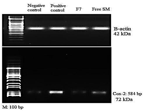 Figure 7. Agarose gel electrophoresis showing western blot quantification of lung COX-2 protein expression and beta-actin treated rats, I: (Normal control); II: (HgCl2 Group); III: (HgCl2 + F7 Group) and IV: (HgCl2 + Free SM Group).