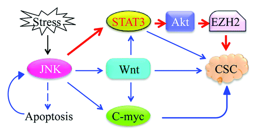 Figure 1. JNK-STAT3-Akt signaling axis (red arrows) in carcinogenesis.