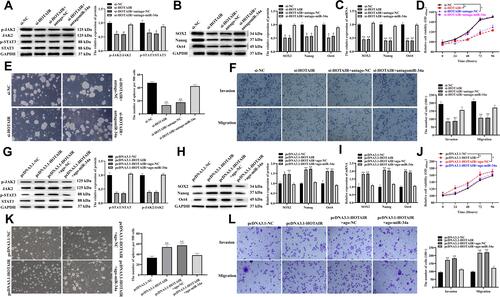 Figure 5 HOTAIR promoted CSCs properties, invasion and migration by interacting with miR-34a to activate the JAK2/STAT3 pathway in PDAC.