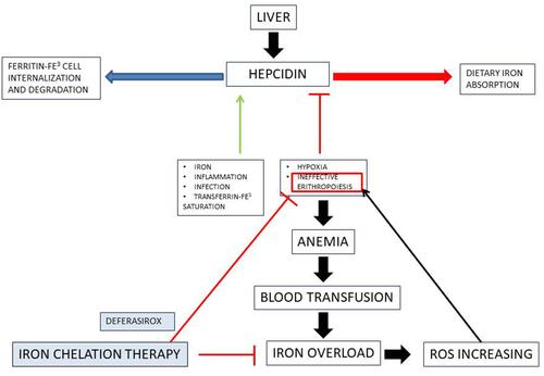 Figure 1 Iron overload and its effects in myelodysplastic syndrome.