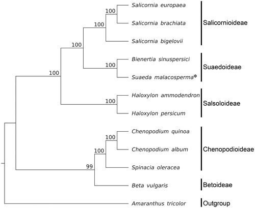 Figure 1. Molecular phylogeny of Chenopodiaceae using 69 genes from plastid genomes of 12 species including 1 species from Amaranthaceae as outgroup. Bootstrap values are based on 1000 replicates; values are shown near each node. Plastid genome accession number is used in this phylogeny analysis: Salicornia europaea, KJ629116; S. brachiata, KJ629115; S. bigelovii, KJ629117; B. sinuspersici, KU726550; H. ammodendron, KF534478; H. persicum, KF534479; Chenopodium quinoa, KY419706; C. album, KY419707; Spinacia oleracea, AJ400848; Beta vulgaris, KR230391; Amaranthus tricolor, KX094399.