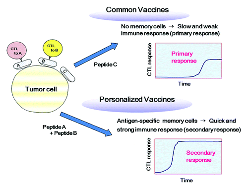 Figure 1. Personalized vaccines are more promising than common vaccines. Personalized antigens can induce quick and strong secondary immune responses, whereas common antigens without immunological memory induce slow and weak primary immune responses.