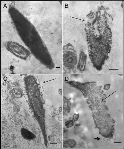 Figure 6.  Transmission electron microscopy of decondensing murine spermatozoa. The effect of A) 10 mmol/l glutathione (GSH), B) 10 mmol/l GSH + 0.46 µmol/l heparin, C) 10 mmol/l GSH + 46 µmol/l dermatan sulfate (DS), or D) both glycosaminoglycans (GAGs) + 10 mmol/l GSH examined by electron microscopy. Micrographs shown are representative of 200 spermatozoa analyzed for each experimental condition. Sperm nuclei treated with GSH (A) were uniformly electron-dense and fully condensed, with intact nuclear envelope and outer membranes. Following incubation with heparin + GSH (B) decondensation could be observed, starting at the caudal region of the sperm head (arrow); membrane disarray was evident. Incubation with DS + GSH (C) also produced decondensation starting at the caudal region (arrow), but chromatin appeared more condensed than with heparin. When both GAGs were used together (D) a higher degree of decondensation was observed (presence of ‘lacunar’ and granulo-fibrillar areas, thin arrow), with totally disorganized membranes, including acrosomal membranes (short arrow). On the cephalic region, residues of packed chromatin still remain. Scale bars: A, 0.2; B-D, 0.5 µm.