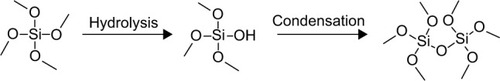 Figure 7 Formation of silica network with tetramethyl orthosilicate precursor. Tetramethyl orthosilicate undergoes hydrolysis in the presence of an acidic or basic catalyst followed by condensation with another silica molecule. The formation and size of silica nanoparticles is dependent on controlling the rate of both steps.