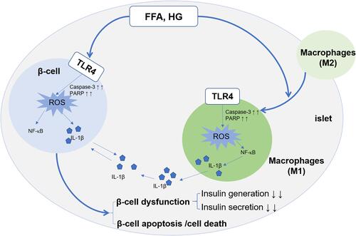 Figure 2 Implications of TLR4 in inflammation in pancreatic islets. TLR4 on the surface of β-cells and macrophages is activated by FFA and high glucose, which induces oxidative stress and ROS generation by upregulating expression of caspase-3 and PARP. The cytokine IL-1β is released via the TLR4-NF-κB signaling pathway in pancreatic β-cells and macrophages. Eventually, the generation of IL-1β and ROS induces the pancreatic β-cell dysfunction (decreased production and secretion of insulin) and the apoptosis/cell death of β-cells. Moreover, M2 macrophages from bone marrow or adipose tissue enter pancreatic-islet tissue and translate into M1 macrophages. Activated M1 macrophages increase the level of ROS and IL-1β to aggravate inflammation and further deteriorate dysfunction of β-cell in pancreatic islets.62