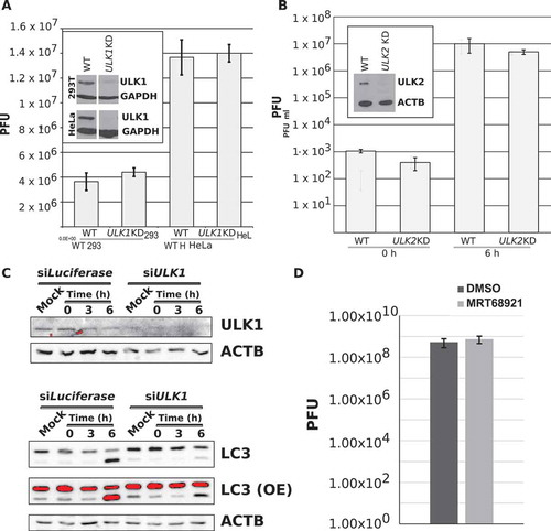 Figure 1. Stable knockdown and inhibition of ULK1 and ULK2 does not affect PV replication. (a) Stable cell lines expressing shRNA towards ULK1 were generated in HEK-293T and H1-HeLa cells. Knockdown of ULK1 was confirmed via western blot. Parental and ULK1 knockdown (ULK1 KD) HEK-293T and H1-HeLa cell lines were infected with poliovirus (PV) at an MOI = 0.1 and intracellular titers analyzed 6 hpi via plaque assay. Error bars represent standard error of the mean of n = 3 experiments. (b) Parental and ULK2 KD H1-HeLa cells were infected with PV at an MOI = 0.1 and assayed for intracellular virus via plaque assay at 0 and 6 hpi. Error bars represent standard error of the means for n = 3 experiments. (c) HEK-293T cells were transfected with siRNA towards Luciferase or ULK1 and incubated 48 h. Cells were then mock infected or infected with PV at an MOI = 50 and collected at 0, 3, or 6 hpi for western blot analysis. Densitometry of n = 3 independent experiments is provided in Figure S1A. (d) Intracellular viral titers for DMSO- and MRT68921-treated H1-HeLa cells. H1-HeLa cells were treated with DMSO or 10 µM MRT68921 for 1 h, cells were then mock infected or infected with PV at an MOI = 0.1 along with concurrent treatment with drug, and collected for plaque assay analysis. Error bars represent standard error of the mean of n = 3 independent experiments. Statistical significance was determined via a two-tailed paired Student’s t-test between DMSO and MRT68921 where * p < 0.05.