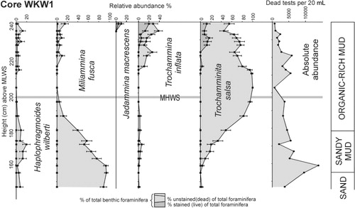 Figure 6 Vertical distribution of absolute abundance of total (dead plus stained) foraminiferal tests and relative abundances (of total foraminiferal tests) of stained and dead specimens of dominant species in Waikawa Harbour core, WKW1, adjacent to the eroding bank of the Waikawa salt marsh.