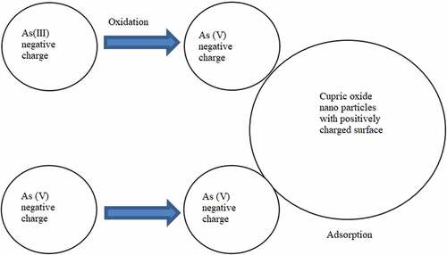 Figure 4. Application of CuO (as adsorbent) to remove As from raw water.