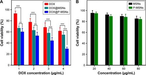 Figure 5 Cell viability of HepG2 cells.Notes: (A) Cell viability of HepG2 cells after incubation with free DOX, DOX@MSNs or DOX@P-MSNs with different concentrations of DOX for 24 h by MTT assay. (B) Cell viability of HepG2 cells after incubation with different concentrations of MSNs or P-MSNs for 24 h by MTT assay. Data represent mean ± standard deviation (n=6). **P<0.01 and ***P<0.001.Abbreviations: DOX, doxorubicin; DOX@MSN, doxorubicin-loaded MCM-41-type mesoporous silica nanoparticle; DOX@P-MSN, doxorubicin-loaded polyaspartic acid-anchored MCM-41-type mesoporous silica nanoparticle; P-MSN, polyaspartic acid-anchored MCM-41-type MSN; MSN, mesoporous silica nanoparticle; MTT, 3-(4,5-dimethylthiazol-2-yl)-2,5-diphenyltetrazolium bromide.